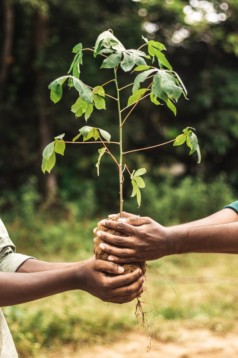 Hands Holding a Seedling